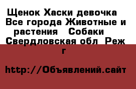 Щенок Хаски девочка - Все города Животные и растения » Собаки   . Свердловская обл.,Реж г.